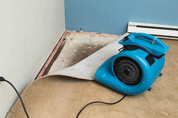 Best Basement water damage restoration  in Avon, CO